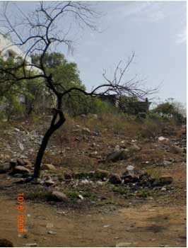 derelict_neem_tree