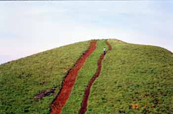 Firelines in the forest
