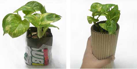 Protecting and Marking the Plants before Gift Wrapping