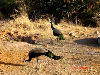 Peacocks at KBR - Pix Credits - Ganesh