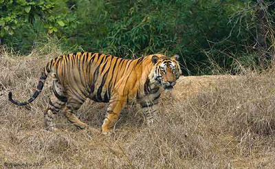 kingofthejungle Pix Credits - Avanindra Reddy