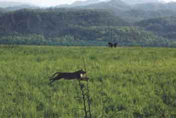 Tiger at Corbett National Park - Credits - Ganesh