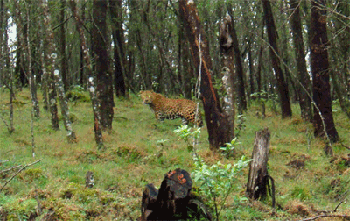 Leopard at Western Catchment