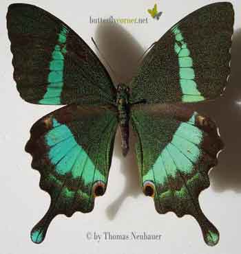 Malabar Banded Peacock - Credits Thomas Neubauer