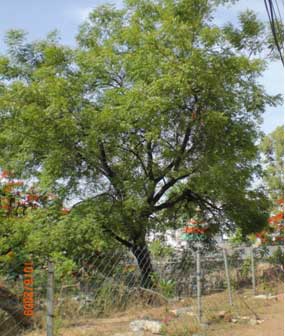 Protected Neem Tree - Pix credits - Ganesh