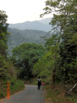 Road to the RainForest Retreat