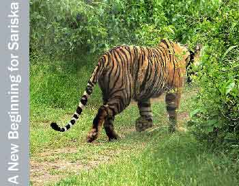 Ranthambore Tigress - Pix - Hindu