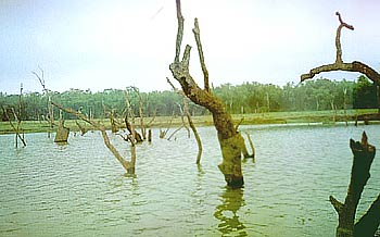 Bare Trunks on the River