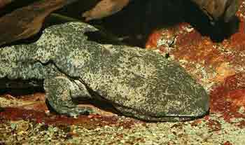 Chinese Salamander - Pix Credits Rune Midtgaard 