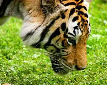 The Majestic Tiger - Image Credit - William Picard  