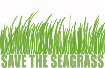 Save Seagrasses - Ilustration by Ishrath