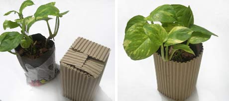 Corrugated Paper Parcel with Plant Inserted as a Small Gift