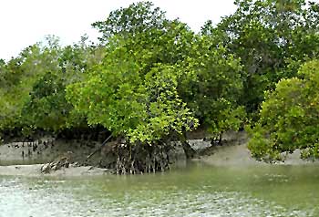 Sunderbans - Credits - indiannetzone.com