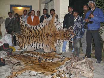 Tiger Poached - Pix Belinda Wright