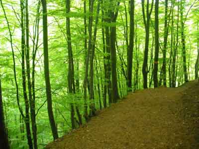 World Environment Day